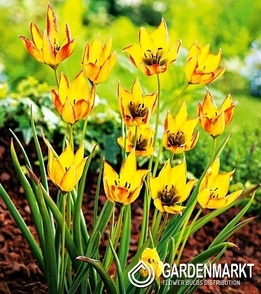 Tulpe Botanische Orphanidea Flava 5 St.