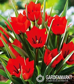 Tulpe Botanische Red Hunter 5 St.