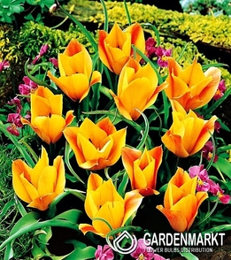 Tulpe Botanische Bronze Charm 5 St.