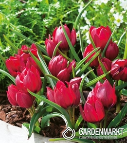 Tulpe Botanische Lilliput 5 St.