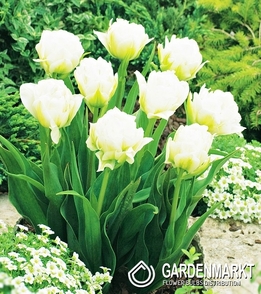 Tulpe Global Desire 5 St.