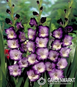Gladiolus Gladiole King's Lynn 5 St.