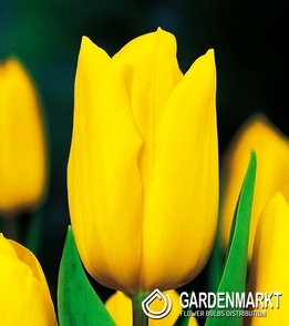 Tulpe Strong Gold 5 pcs