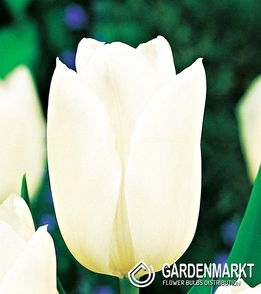 Tulpe White Dynasty 5 St.