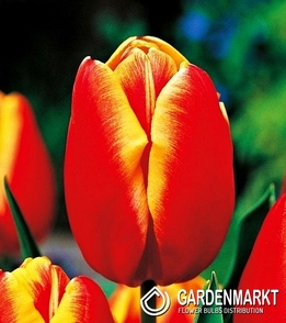 Tulpe Dow Jones 5 St.