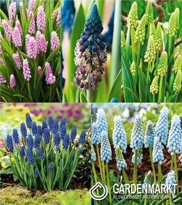 Eingestellt Traubenhyazinthe Muscari 3