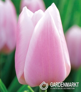 Tulpe Gabriella 5 St.