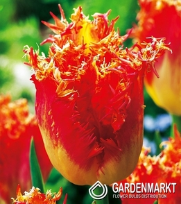 Tulpe Exklusiv Real Time 5 St.