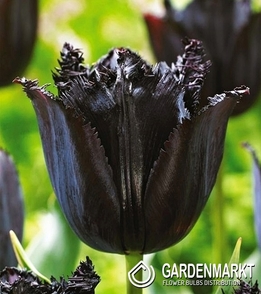 Tulpe Exklusiv Fringed Schwarz 5 St.