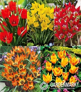 Eingestellt Tulpe Botanische 3