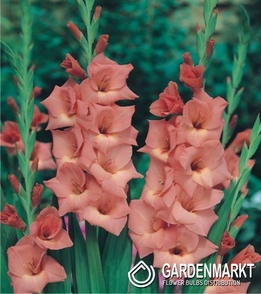 Gladiolus Gladiole Jessica 5 St.
