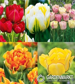 Eingestellt Gefüllte für Sammler Tulpe