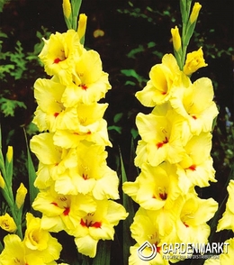 Gladiolus Gladiole Platini 5 St.