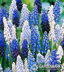 Muscari Mix 10 St.