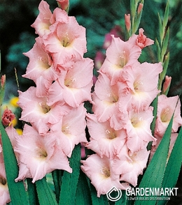 Gladiolus Gladiole Rose Supreme 5 St.