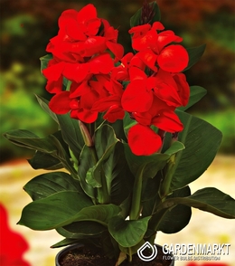 Canna-Blumenrohr Happy Carmen 1 St.