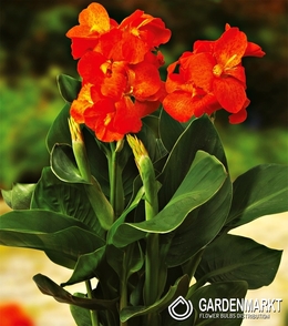 Canna-Blumenrohr Happy Cleo 1 St.