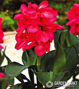 Canna-Blumenrohr Happy Isabel 1 St.