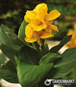 Canna-Blumenrohr Happy Emily 1 St.