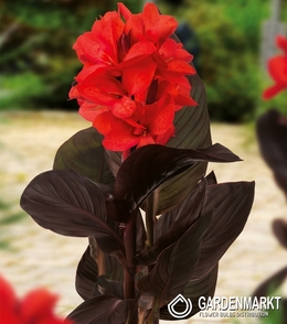 Canna-Blumenrohr Happy Julia 1 St.