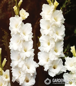 Gladiolus Gladiole Bangladesh 5 St.