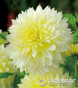 Dahlie Canary Fubuki 1 St.