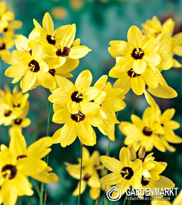 Ixia Yellow Emperor 10 St.