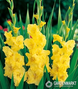 Gladiolus Gladiole Yellow Frans 5 St.