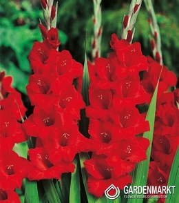 Gladiolus Gladiole Advance Red 5 St.
