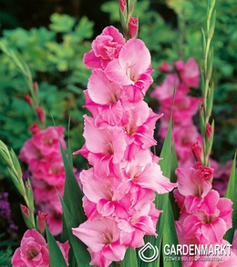 Gladiolus Gladiole Pink Parrot 5 St.