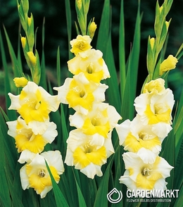 Gladiolus Gladiole Buggy 5 St.