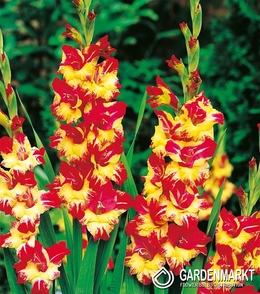Gladiolus Gladiole Stereo 5 St.