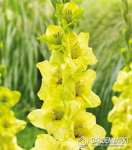 Gladiolus Gladiole Prima Verde 5 St.