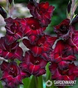 Gladiolus Gladiole Black Star 5 St.