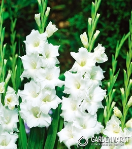 Gladiolus Gladiole Essential 5 St.