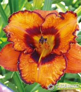 Hemerocallis Taglilie San Louis Halloween 1 St.