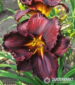 Hemerocallis Taglilie Black Stocking 1 St.