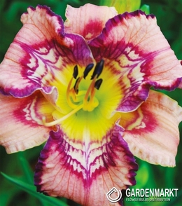 Hemerocallis Taglilie Get Jiggy 1 St.