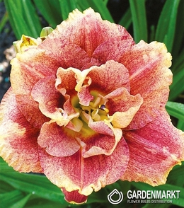 Hemerocallis Taglilie Happy Hooligan 1 St.