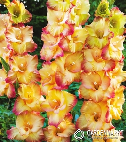 Gladiolus Gladiole Shooter 5 St.