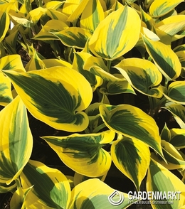 Hosta - Funkia Autumn Frost 1 St.