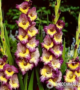 Gladiolus Gladiole Dynamite 5 St.