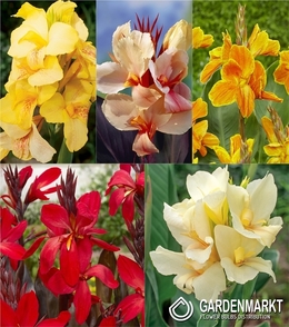 Eingestellt Canna "5" I Wahl