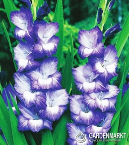 Gladiolus Gladiole Nori 5 St.