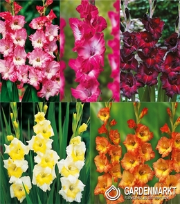 Eingestellt Gladiolus Gladiole Mehrblütige "16" 12/17