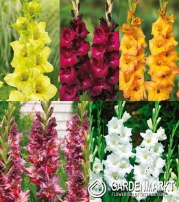 Eingestellt Gladiolus Gladiole Mehrblütige "17" 12/14