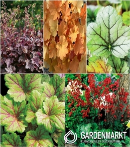 Eingestellt Heuchera I Wahl