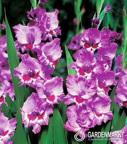 Gladiolus Gladiole Tango 5 St.