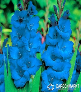 Gladiolus Blau 5 St.