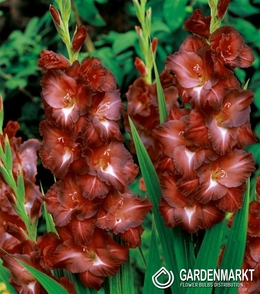 Gladiolus Gladiole Chocolate 5 St.